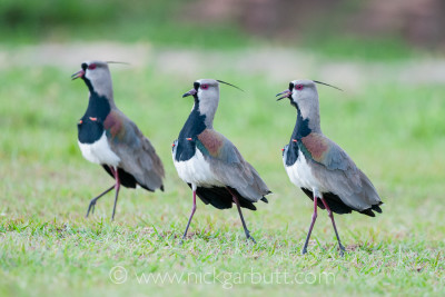 Male Southern Lapwings (Vanellus chilensis) displaying in open grasslands. Chapada dos Guimarães, Brazil.