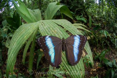 Blue Morpho Butterfly (Morpho sp.). Amazonia, Ecuador.
