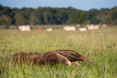 Adult Giant Anteater (Myrmecophaga tridactyla) (sometimes called Ant Bear) walking across open savannah with Brahman or Brahma Cattle ((Bos primigenius indicus) (a breed of Zebu Cattle ), grazing behind. Near Unamas Private Reserve, Los Llanos, Colombia, South America.