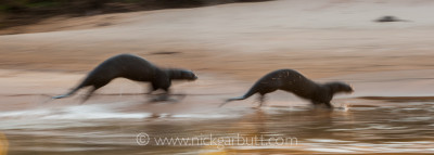 Giant Otters running along the shore. Paraguay River, Taiama Reserve, Pantanal, Brazil.