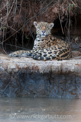 Jaguar Tres Irmãos River Pantanal