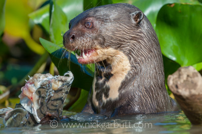 Giant River Otter feeding on Striped Catfish or Cachara. Cuiaba River, Pantanal, Brazil.