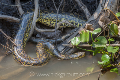 Yellow Anaconda, Paraguay River, Taiama Reserve,
