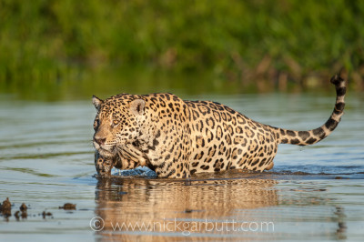 Male Jaguar wading through shallow water Cuiaba River Pantanal Brazil