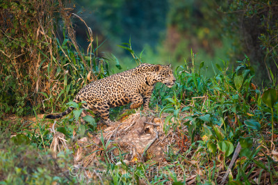 Male Jaguar stalking Cuiaba River Pantanal Brazil