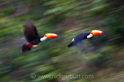 Toco Toucans flying Cuiaba River Pantanal
