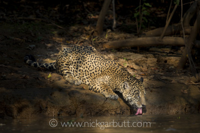 Jaguar drinking, Pantanal