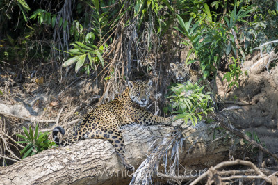 Jaguar with cub, Pantanal