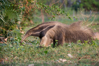Giant Anteater Giant Ant Bear foraging, Pantanal