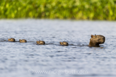 Capybara swimming with young, Paraguay River, Taiama Reserve