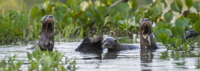Giant Otters, Paraguay River, Taiama Reserve