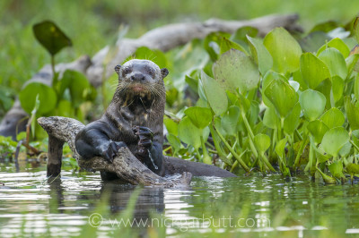 Giant Otter, Paraguay River, Taiama Reserve