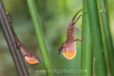 Anole Lizards threat territorial display, Colombia.