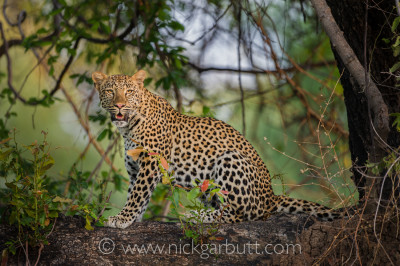 Young female Leopard (Panthera pardus) sitting on a tree bough in late afternoon sunshine. South Luangwa National Park, Zambia, Africa.