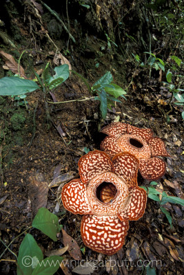 Taken with a 17-35mm wideangle, this shot clearly shows the rare double bloom of Rafflesia pricei within the environment. 