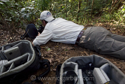 Get down low to engage with your subject. Here I am photographing a stump-tailed chameleon on the forest floor of a rainforest in Madagascar. 