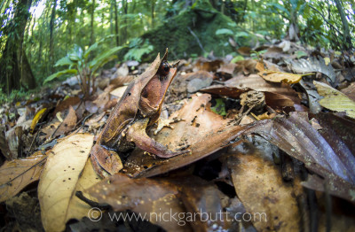 This Bornean Horned Frog, the leaf litter and the forest back ground are all mid tones that the cameras light meter will assess accurately.