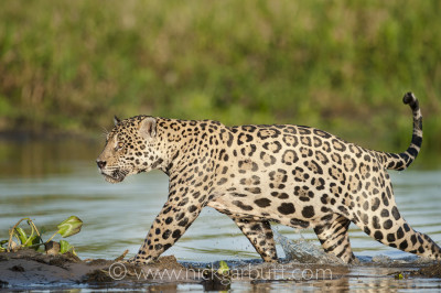 Wild male Jaguar (Panthera onca palustris) running through the shallows of a backwater of the Cuiaba River in late afternoon sun light. Northern Pantanal, Brazil.