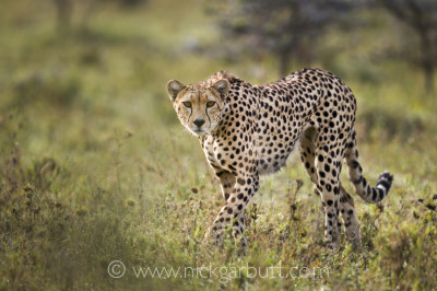 Adult female Cheetah (Acinonyx jubatus) patrolling her territory. Ol Kinyei Conservancy, Maasai Mara, Kenya.