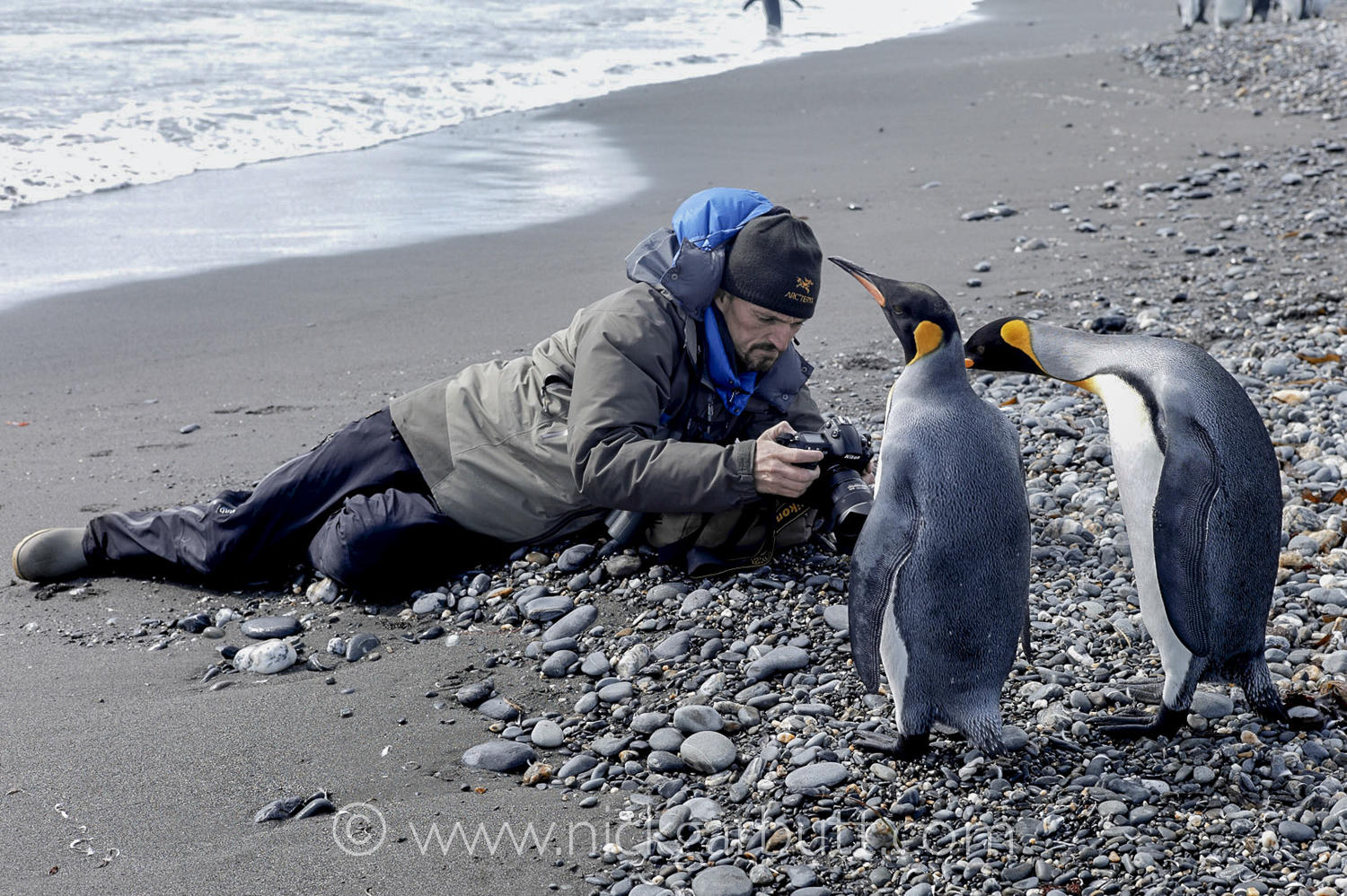 Пингвин рядом с человеком