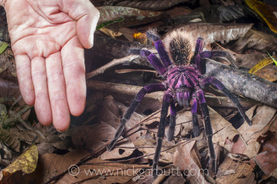 Night walks in rainforests are always exciting as you have no idea what you might find next. I came across this magnificent Colombian Purple Bloom Tarantula (Xenesthis immanis) walking over the leaf-litter. 