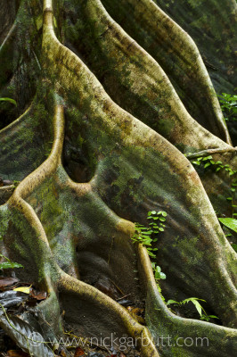 It pays to look for interesting elements within the forest. Here the buttress roots of Shorea tree in Danum Valley, Borneo make for an eye-catching composition.