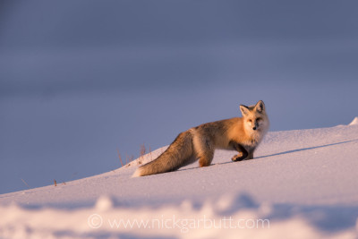 Late afternoon sun strikes this Red Fox perfectly as it searches for rodents in the Hayden Valley