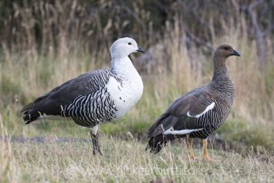 Upland or Magellanic Geese are easily seen: male on the left, female on the right.