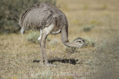 Darwin's or Lesser Rheas are easy to see in many open areas
