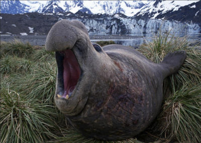 Bull Southern Elephant Seal 