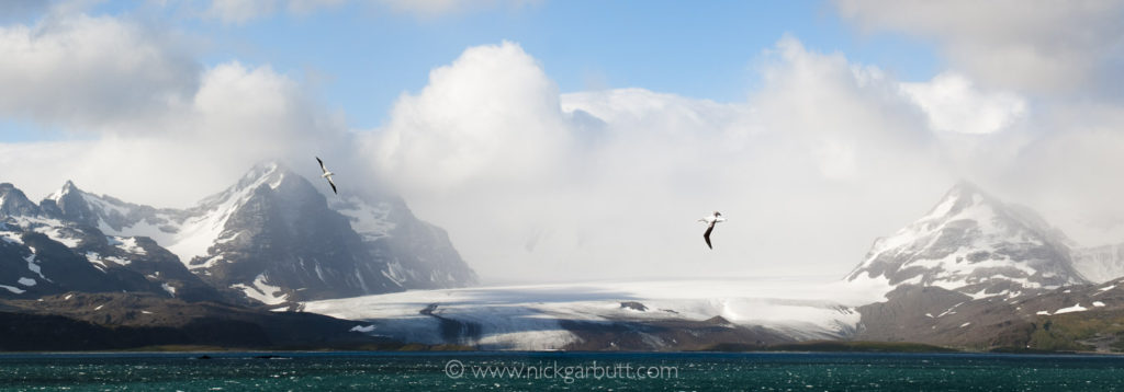 Wandering Albatross flying over the Bay of Isles 