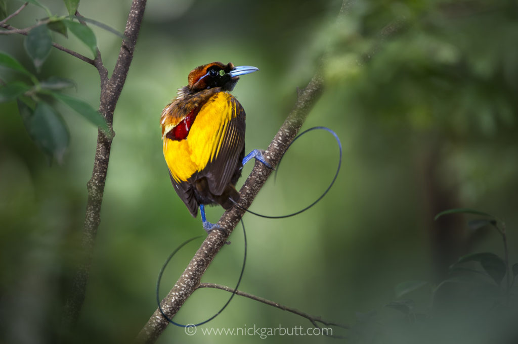 Male Magnificent Bird of Paradise 