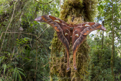 A huge Hercules Moth at Ambua