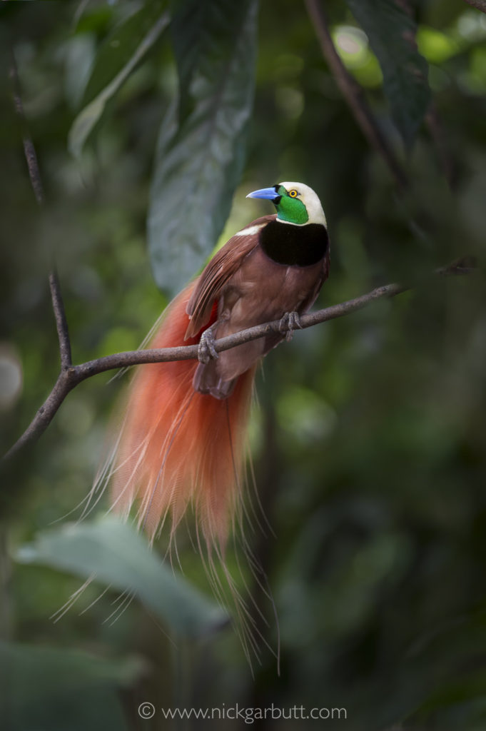 Male Raggiana Bird of Paradise 
