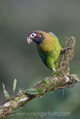 Brown-hooded Parrot in Boca Tapada: this bird was photographed at one of the lodge 'baited' sites.