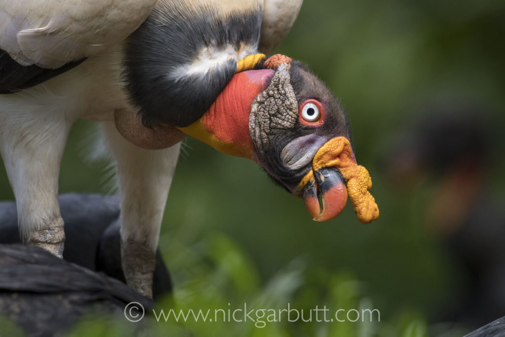 Adult King Vulture feeding in front of a purpose built photo hide.