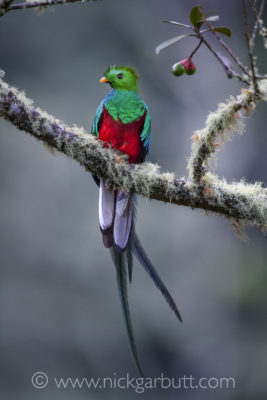 Male Resplendent Quetzal in the Savegre Valley.