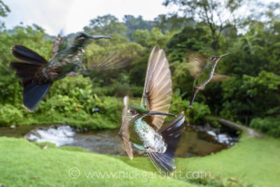 Female Green-crowned Brilliant (hummingbird) (Heliodoxa jacula) hovering / in flight. Montane forest, Bosque de Paz, Caribbean slope, Costa Rica, Central America.