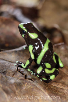 Green-and-Black Poison Dart Frog on rainforest floor.
