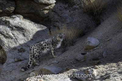 a snow leopard climbing through rocky terrain